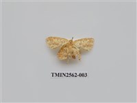 藏品(尺蛾60)的圖片